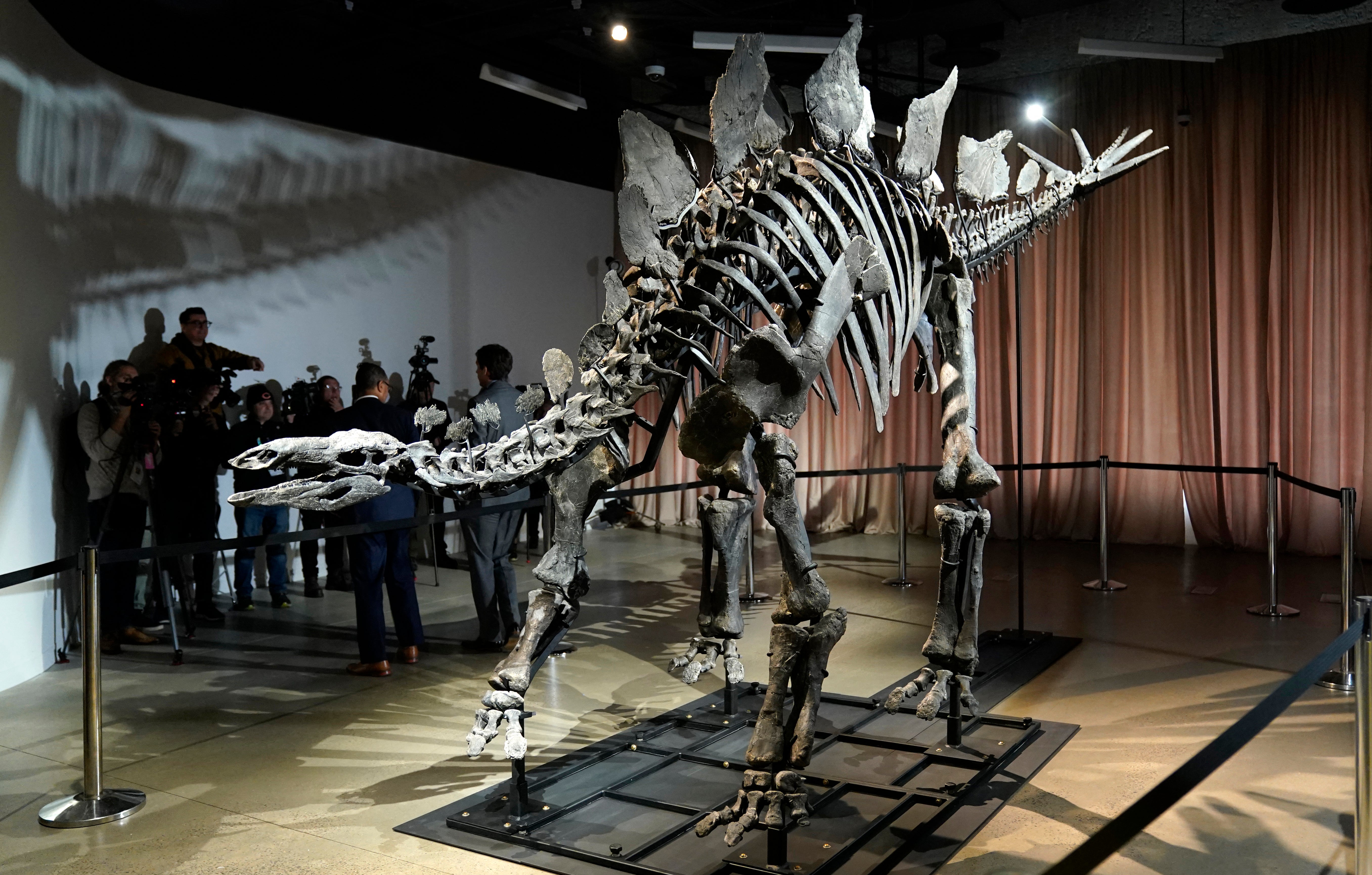 Der Stegosaurus mit dem Spitznamen 
