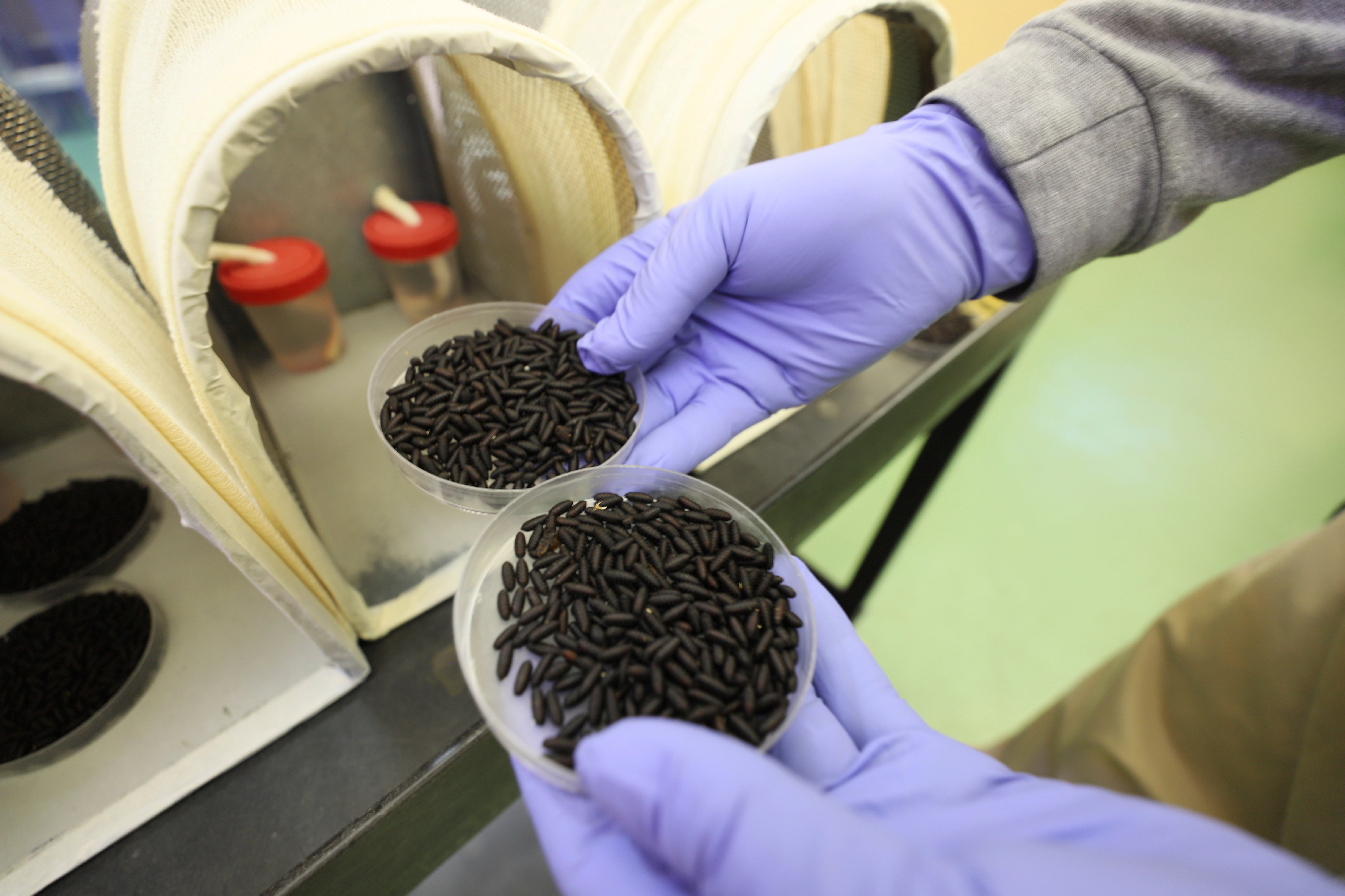 EEUU-FÁBRICA DE MOSCAS