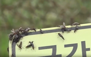 Watch as millions of ‘lovebugs’ swarm hikers on South Korean mountain