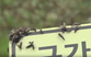 Watch as millions of ‘lovebugs’ swarm hikers on South Korean mountain