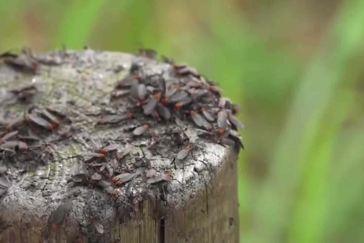 https://static.independent.co.uk/2025/07/02/7/31/Lovebugs-swarm-in-Seoul.jpeg?trim=0,56,0,55&width=1200&height=800&crop=1200:800
