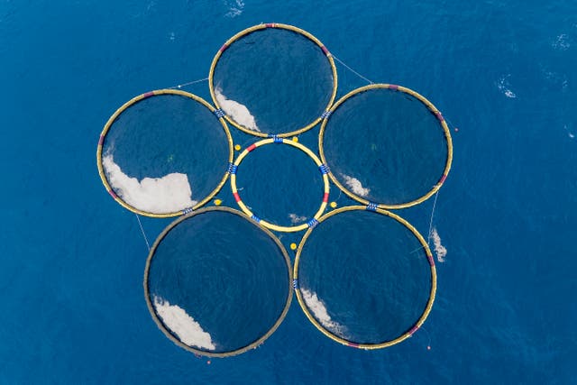 Ocean--Fisheries-Capturing Carbon-Gigablue