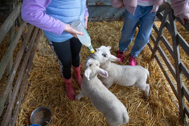 <p>Two girls feed baby lambs from a bottle in a barn</p>