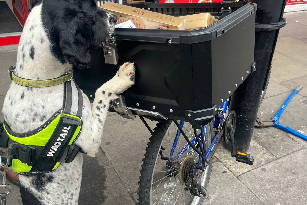 Hero' hound sniffs out erectile dysfunction pills