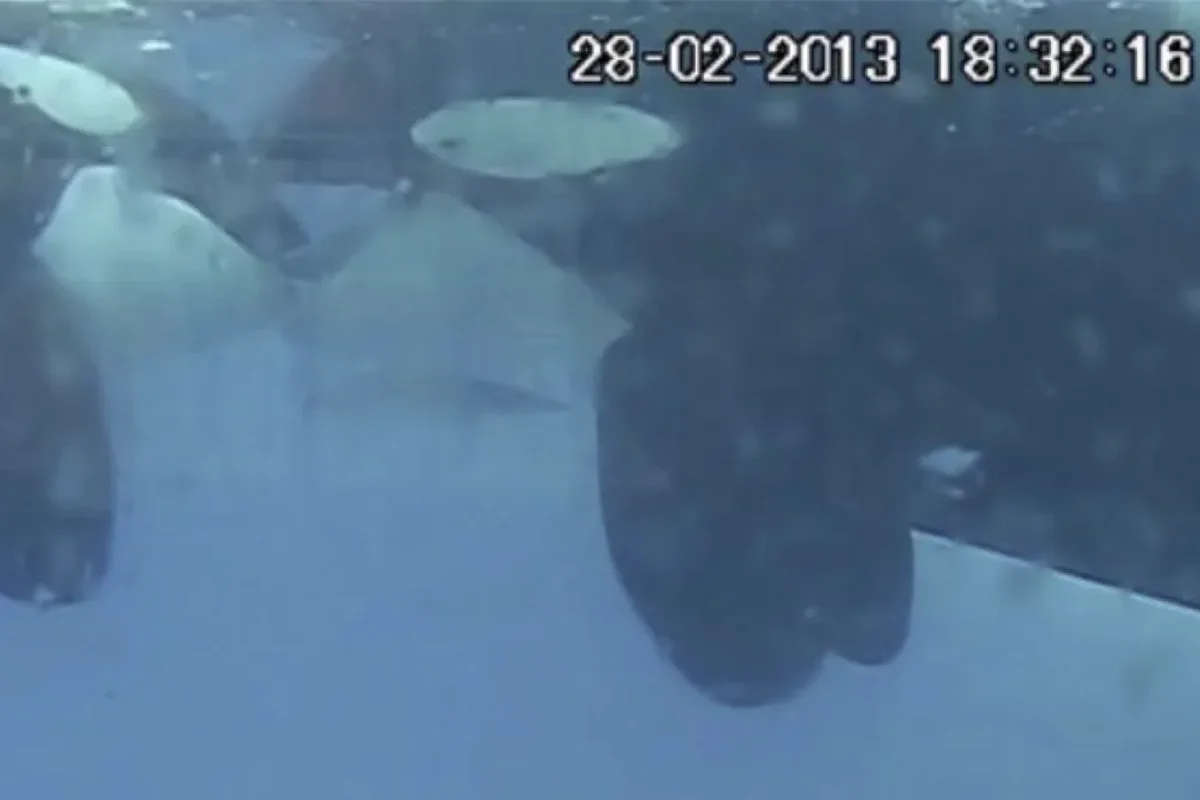 Orcas captured ‘kissing’ on camera for the first time