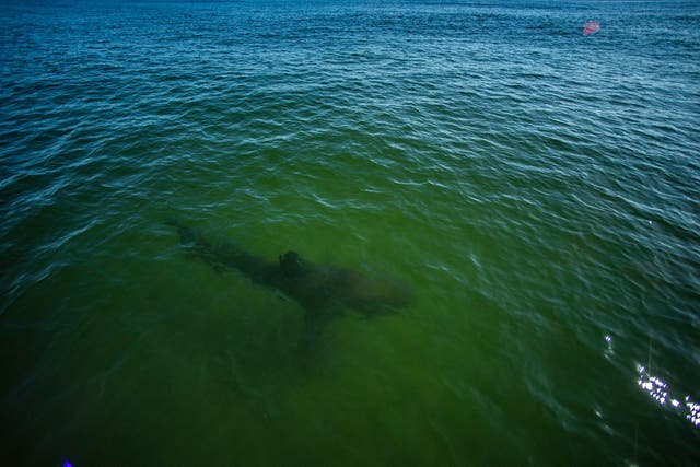 <p>A Great White Shark swims by the research vessels off the coast of Chatham, Massachusetts</p>