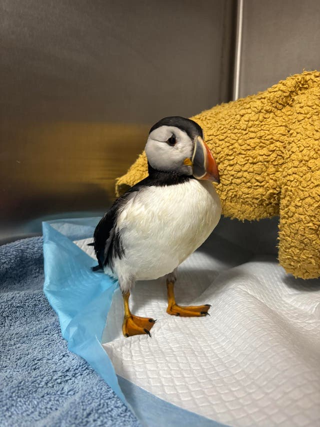 <p>Oona the puffin is being assessed for release after being blown 110 miles inland</p>
