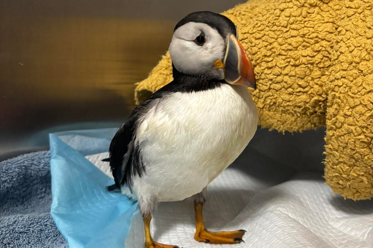 Oona the puffin found in Hereford garden after being blown 100 miles from nest