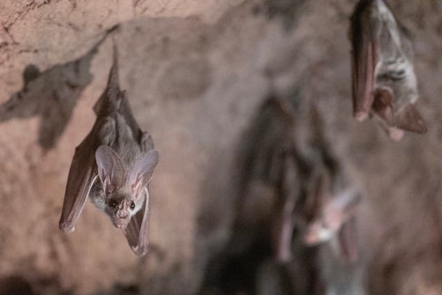 <p>File. Ghost bats hang at Taronga Zoo in Sydney, Australia</p>