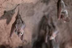Australian man dies from rare infection caused by ‘rabies-like’ bat virus