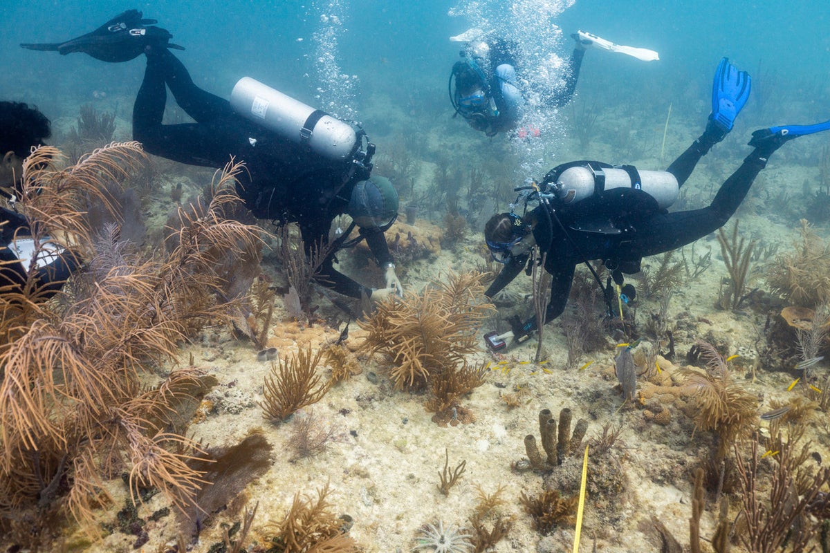 Scientists transplant crossbred corals to help save Miami's reefs from climate change