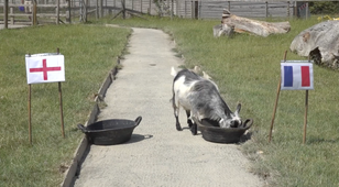 Goat predicts result of Lionesses’ first Euros game against France