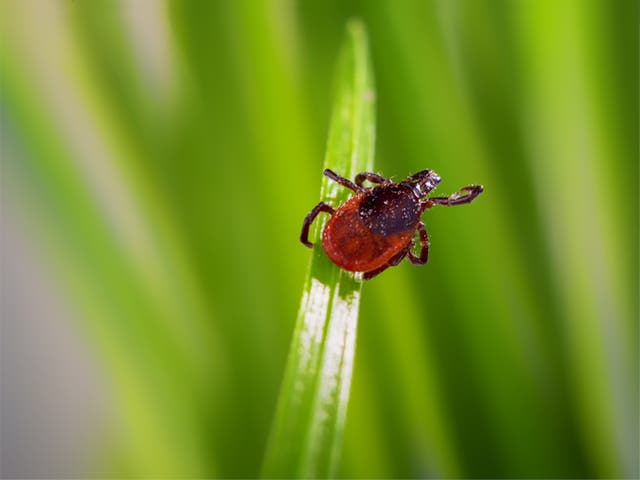 <p>Northeastern residents should be on high alert for disease-carrying ticks. Black-legged ticks can carry Lyme disease.</p>