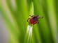 Fears over rising tick numbers and Lyme disease spread across Northeast