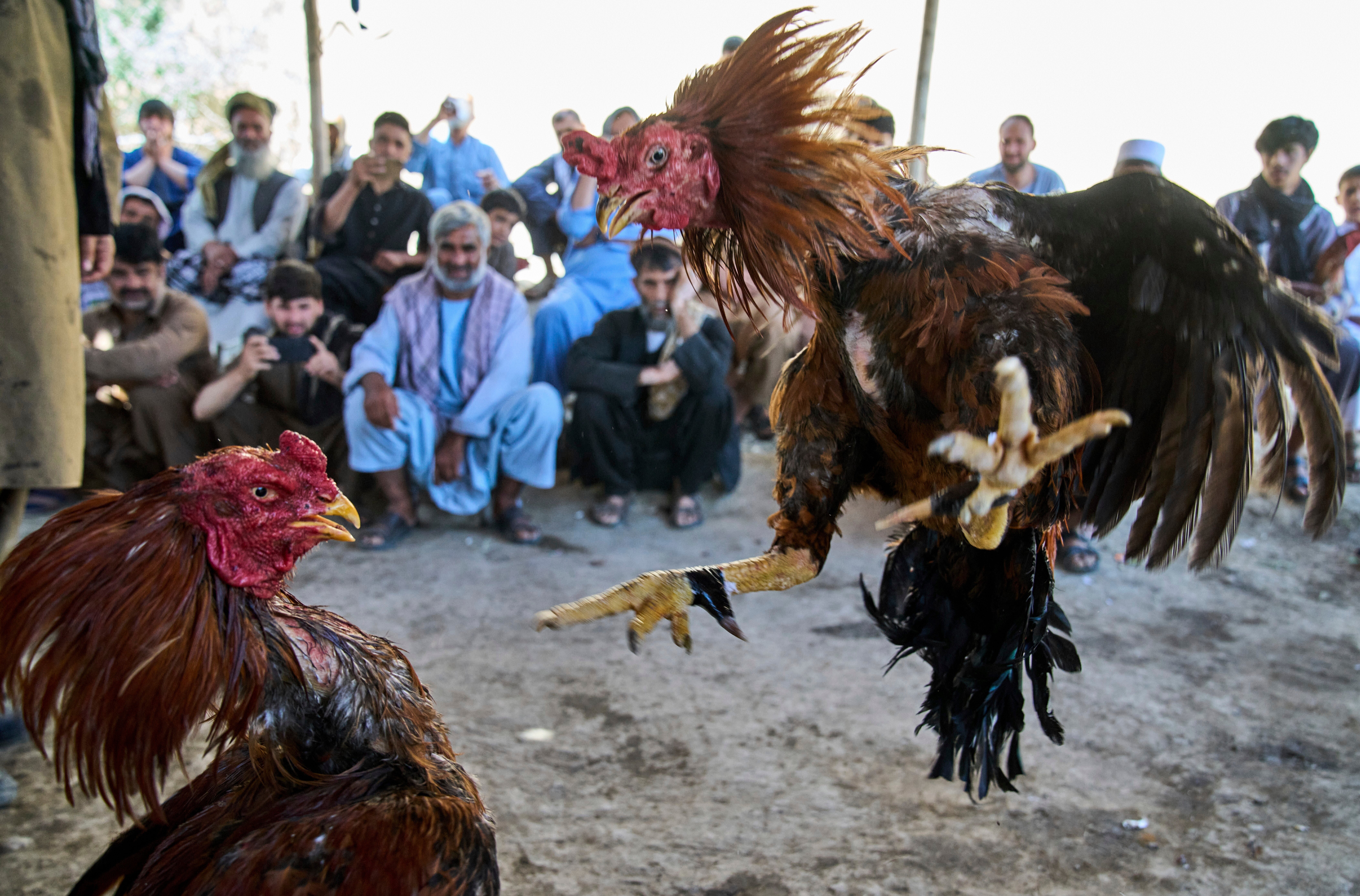 Roosters fight as Afghan men watch at an illegal cockfighting venue in Kabul, Afghanistan