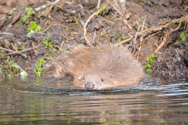 <p>Beavers were released into enclosures at the Holnicote estate, Somerset </p>