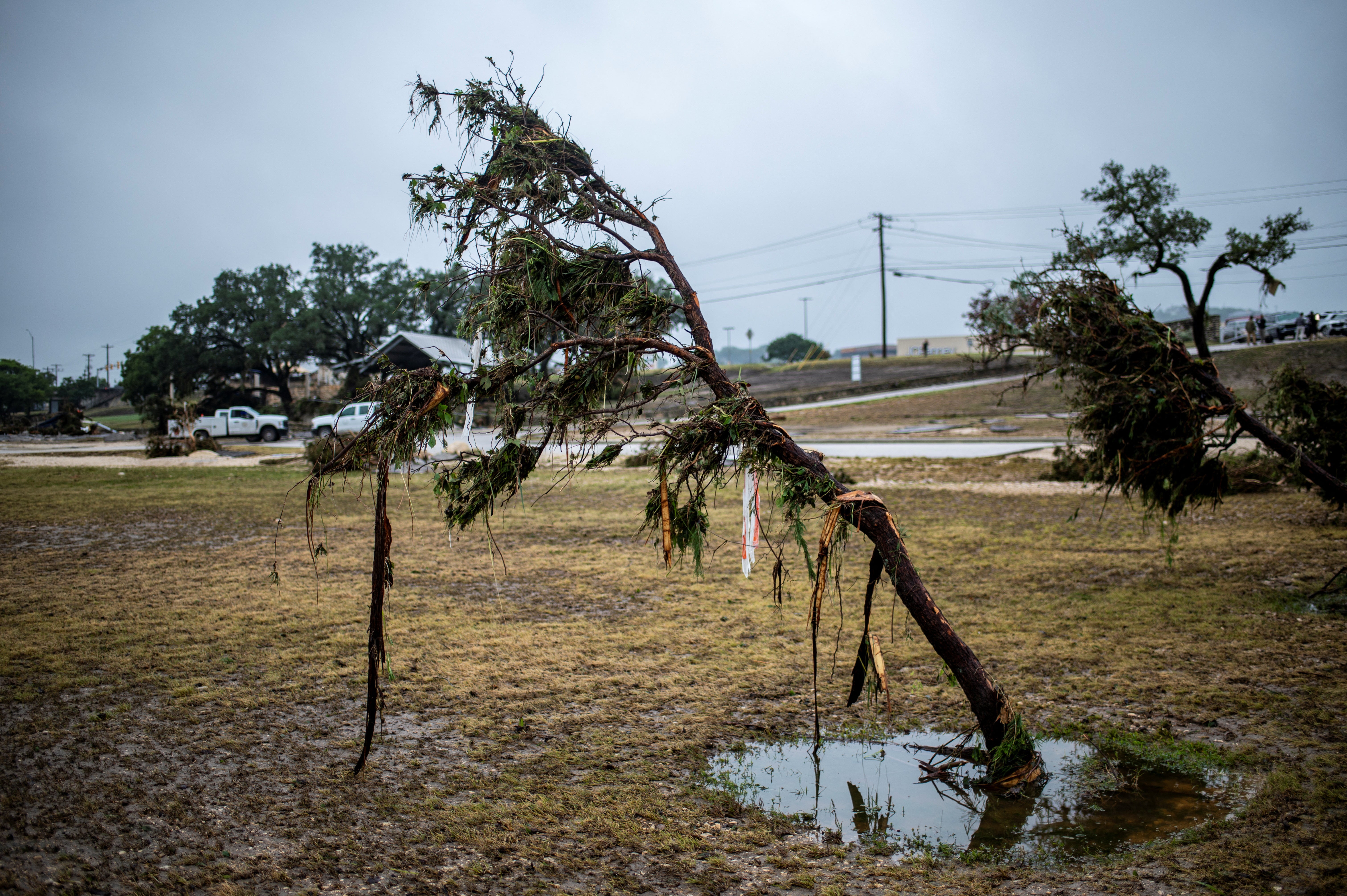 A tree stands bent after deadly flooding in Kerrville, Texas, U.S., July 5, 2025. REUTERS/Sergio Flores