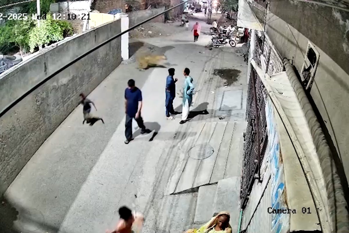 Pet lion escapes and attacks a woman and two children in the street