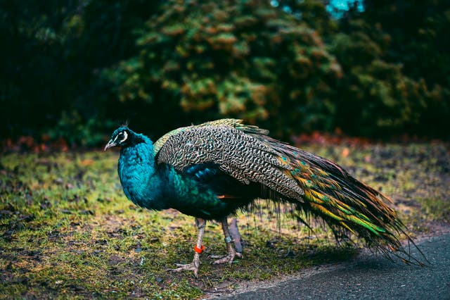 <p>The peacock has terrorised the quiet village of Marlborough, Wiltshire. Stock image</p>