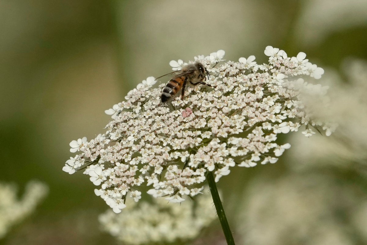 Unusual bee attack in French town leaves 24 injured, 3 critically