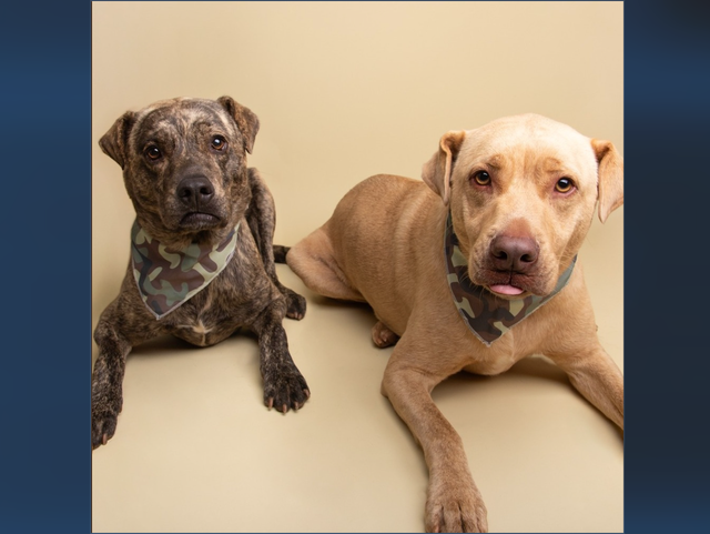 <p>Gus and Bruno, a pair of 3-year-old dogs whose former police officer owner, William Bove, died from cancer. The Greenville Humane Society is caring for the dogs and is searching for someone to adopt the brothers together</p>