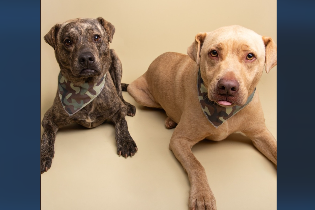 Bonded dogs looking for new home after former NYPD owner dies