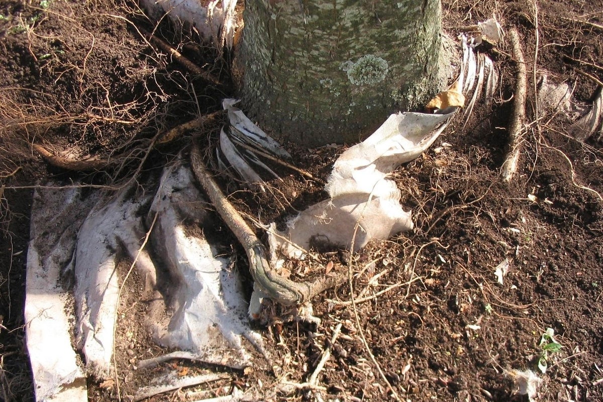 Why landscape fabric is often a bad idea for your garden