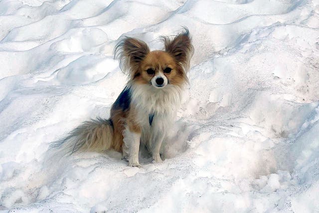 <p>The Chihuahua which saved its owner from a glacier</p>