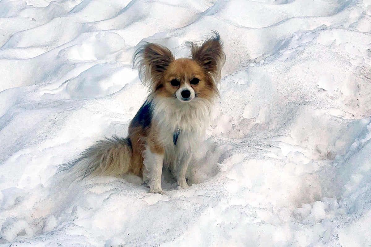 Chihuahua hailed a ‘four-legged hero’ after helping rescuers find owner who fell into a glacier
