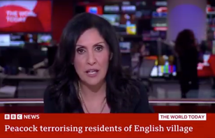 BBC newsreader does bizarre peacock impression live on air 
