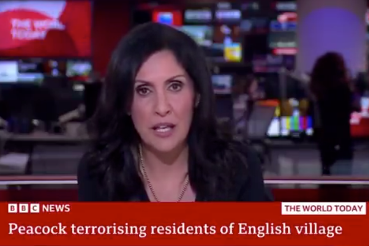 BBC newsreader does bizarre peacock impression live on air – two years after finger gaffe