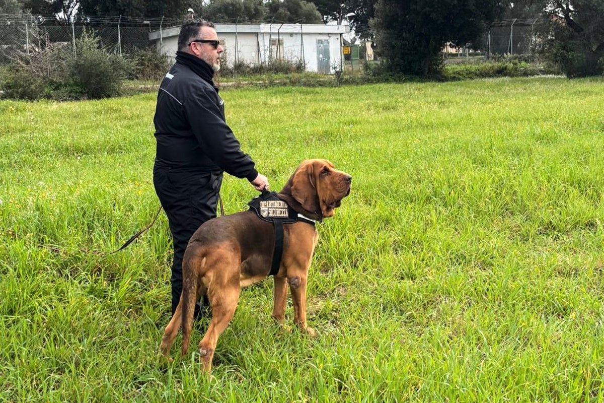 Italy outraged at killing of heroic police bloodhound, found dead after eating food laced with nails