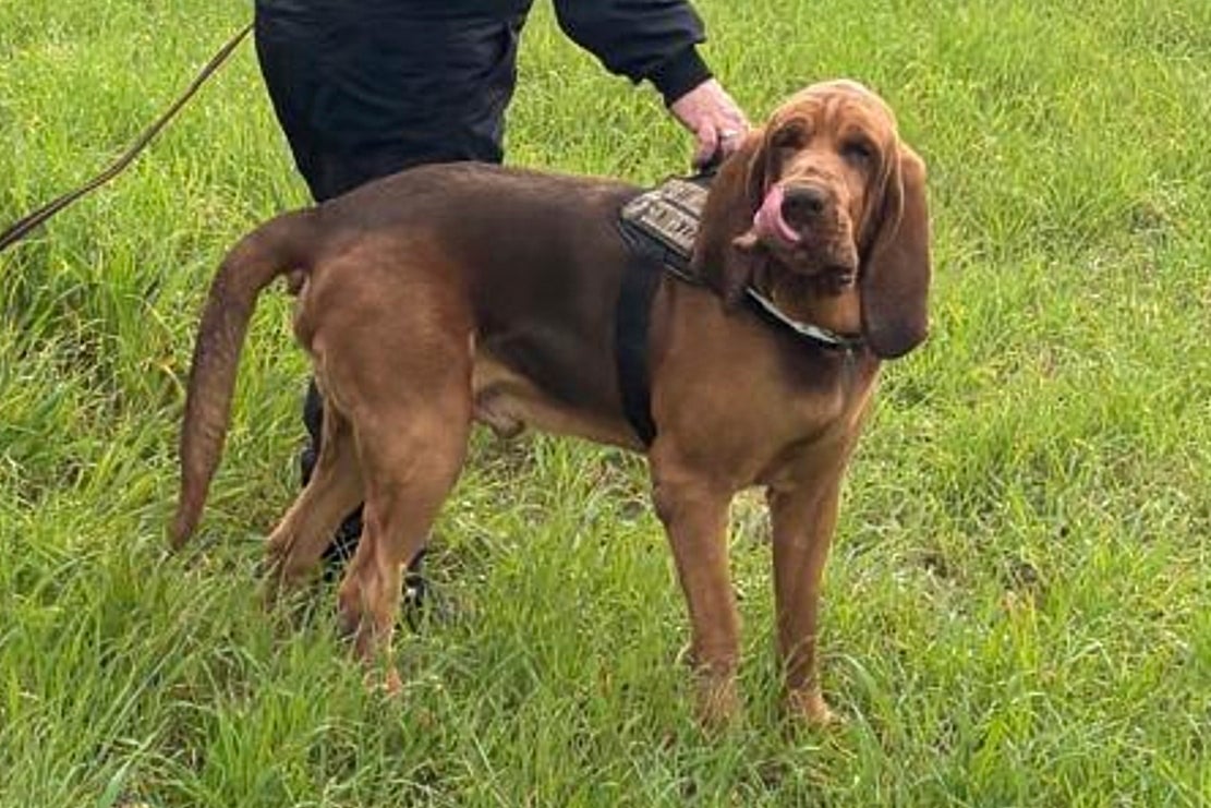 ITALIA-PERRO ASESINADO