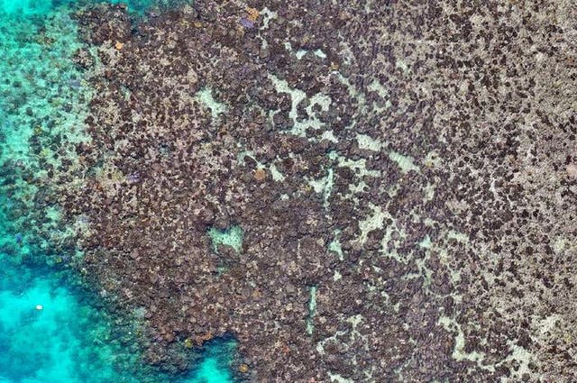 <p>Drone image shows corals at Lizard Island after 2024 bleaching</p>