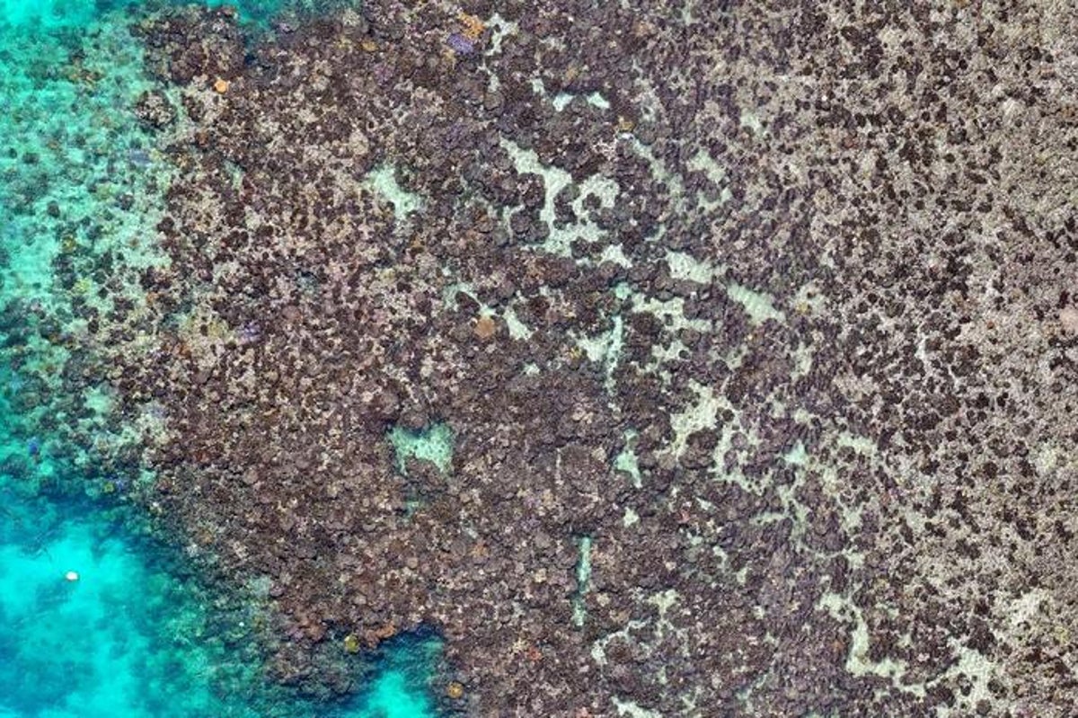 Lizard Island coral death reaches 92 per cent after 2024 bleaching event, study finds