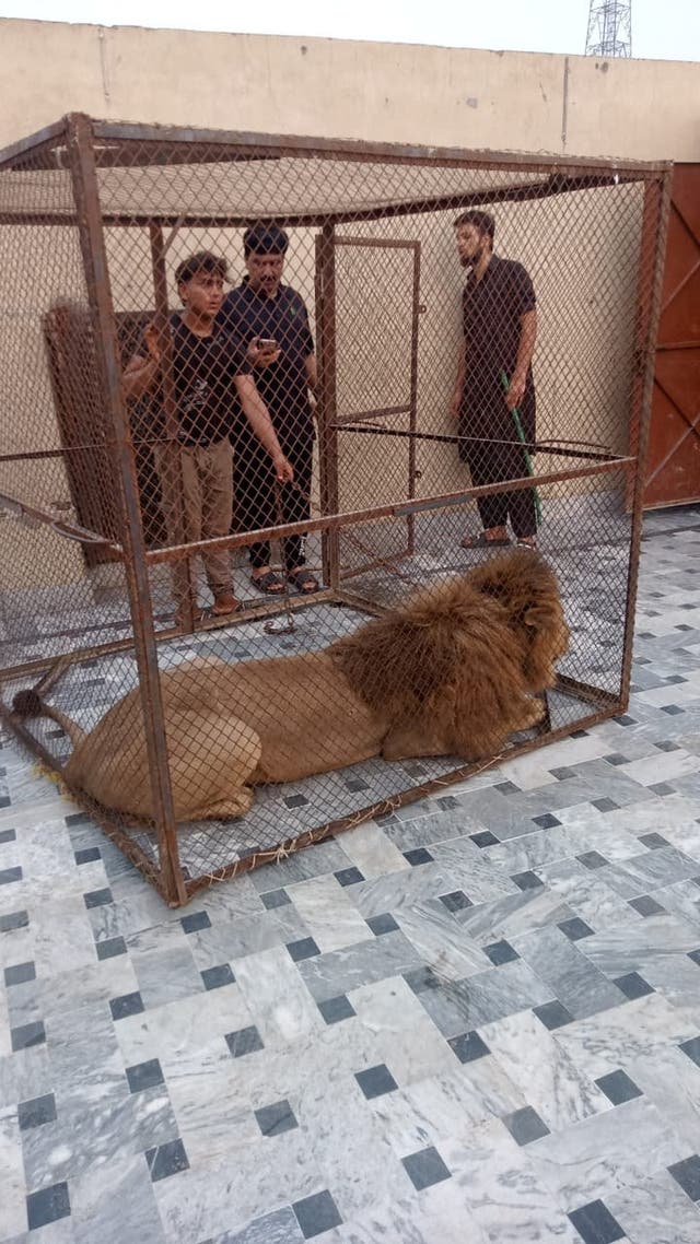 <p>A lion was confiscated during a raid by the Wildlife department, against the owners of the pet lions, in Lahore, Pakistan 4 July 2025</p>