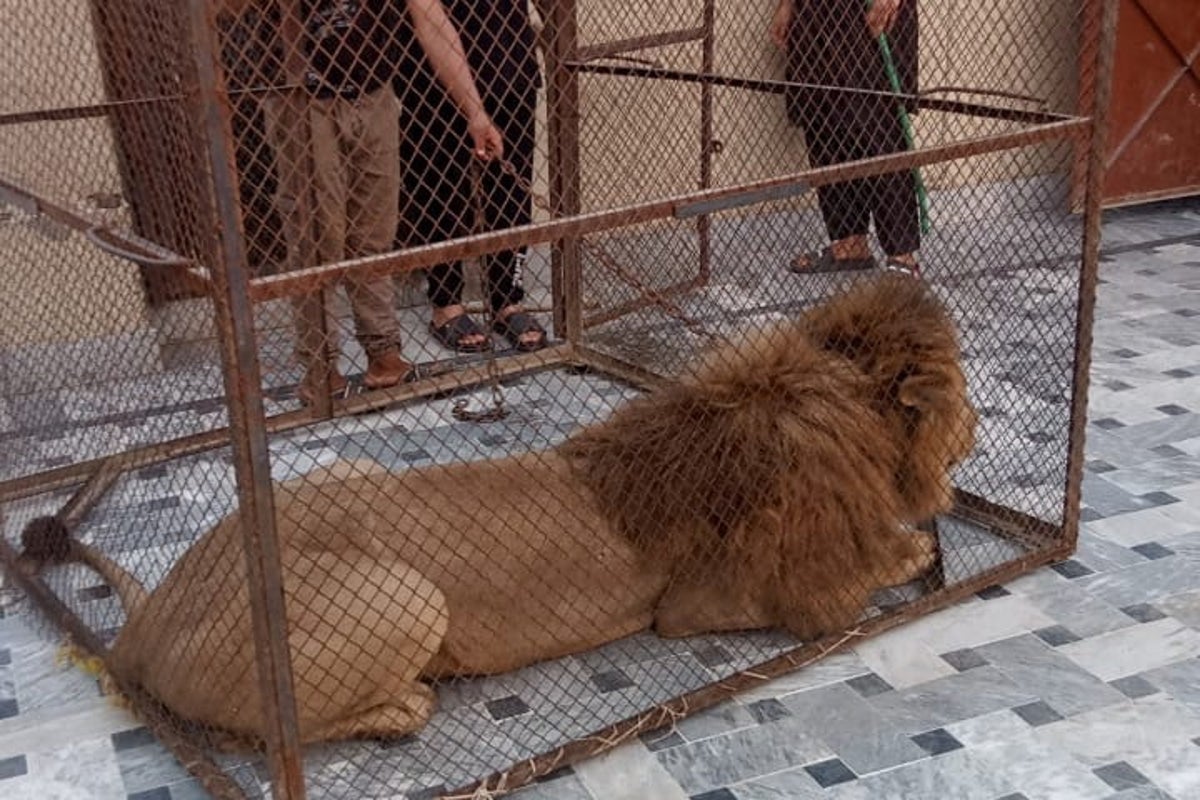 Pakistani authorities confiscating ‘pet’ lions after woman and children attacked