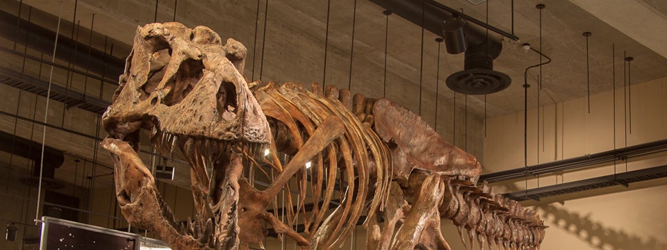 Rare T rex blood vessels found in fossil show how dinosaurs healed injuries