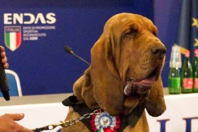 <p>Bruno the bloodhound was given an award by Italian PM Giorgia Meloni </p>