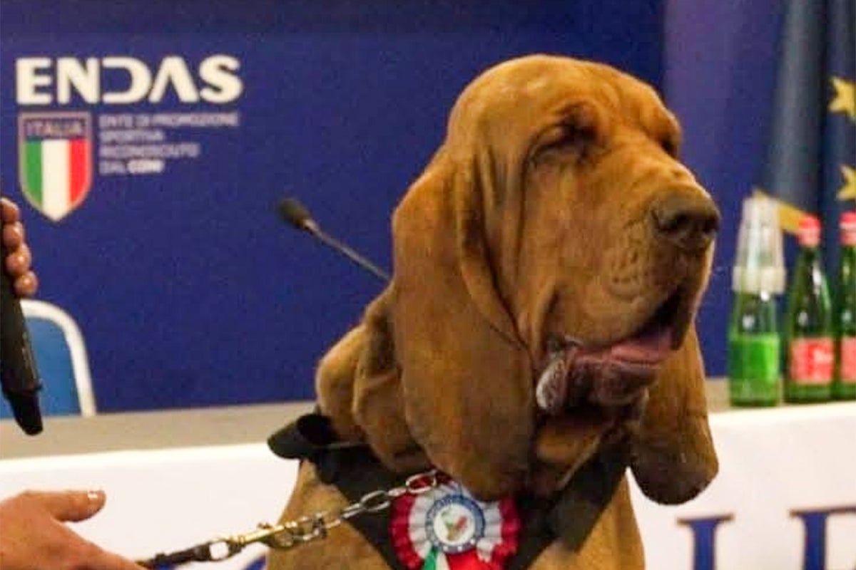 How the brutal killing of a sniffer dog has outraged Italy