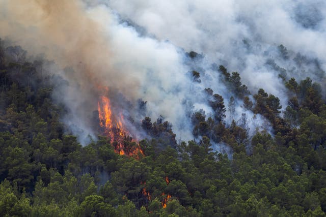 <p>Smoke billows from the trees as a wildfire burns through forested areas in Tarragona, Spain</p>