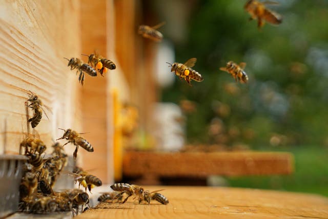 <p>One man has died in Arizona after he was stung all over his body Monday</p>