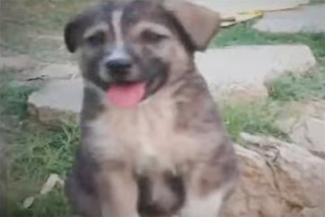 <p>The dog was sleeping on the second floor when he started barking and woke his owner up right before a landslide </p>