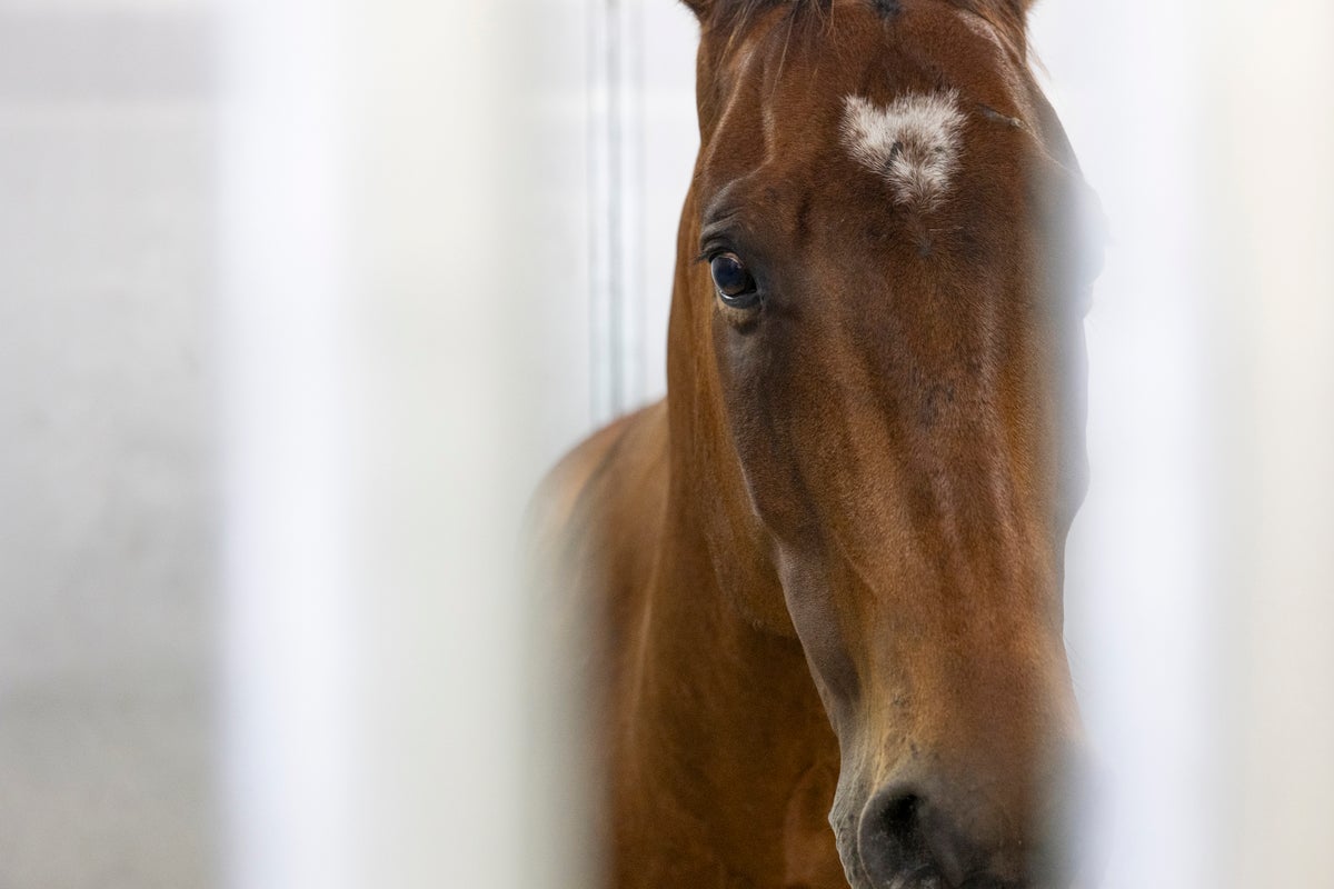 Army plans to adopt out its horses after putting an end to most ceremonial programs