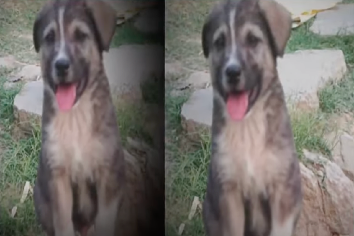 Hero dog saves 67 lives before landslide flattens Himalayan village: ‘I woke up from the barking’