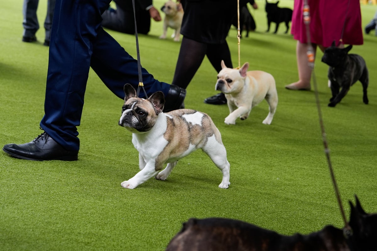 PETA sues American Kennel Club over breeding standards for French bulldogs
