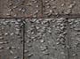 Why does flying ant day happen in the UK?