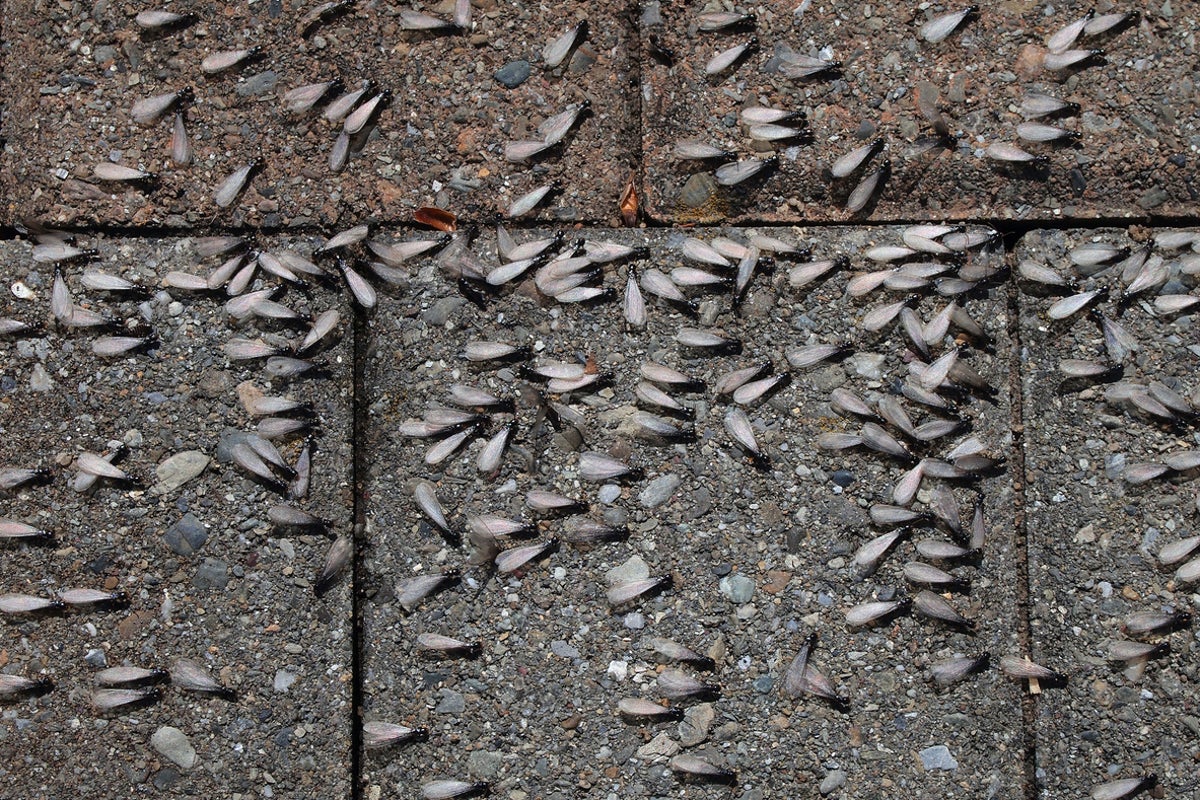 Why does flying ant day happen in the UK?