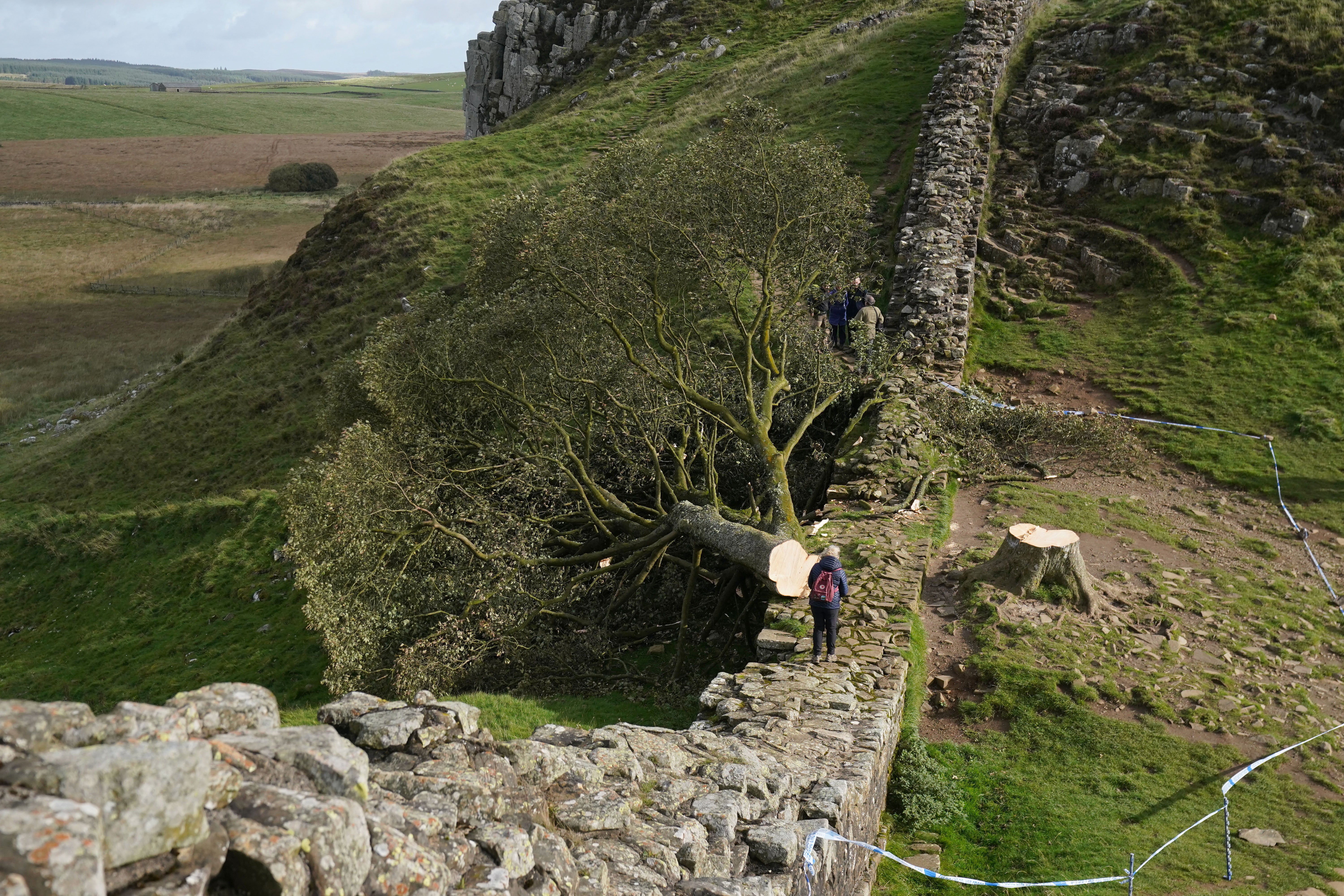 People were devastated when the tree was senselessly felled in September 2023 (Owen Humphreys/PA)