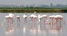 Los flamencos causan estragos en los cultivos de arroz para risotto en el noreste de Italia